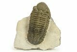 Spiny Drotops Armatus Trilobite - Colorful Shell, Excellent Prep #289446-5